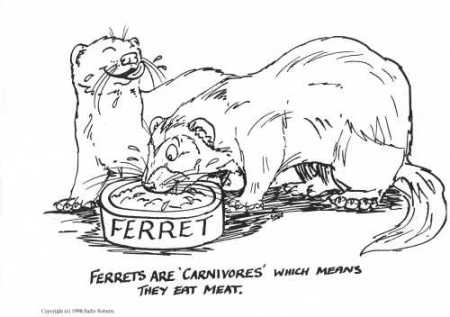Ferrets are carnivores - 18Kb