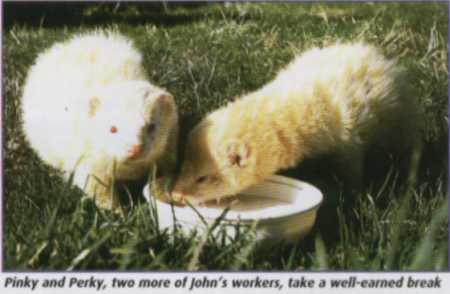 Pinky and Perky, two more of John's workers, take a well earned break - 15Kb