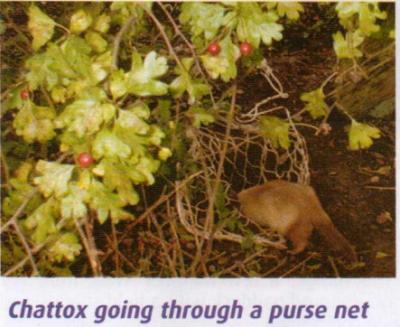 Chattox going through a purse net 27kb