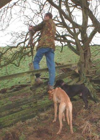 Andy hangs rabbit in tree out the reach of the lurchers - 31Kb
