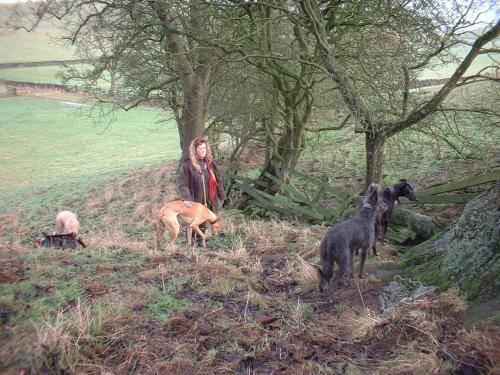 Kaye with the four lurchers - 48Kb