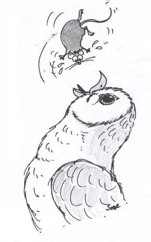 Ollie, the barn owl - 18Kb