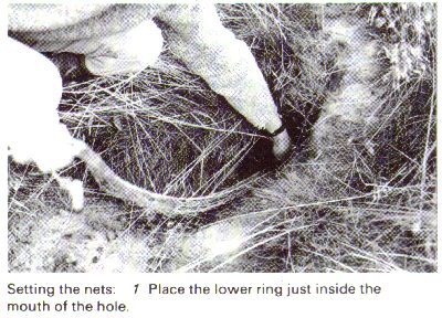 Setting the nets. 1. Place the lower ring just inside the mouth of the hole