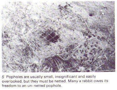 5. Popholes are usually small, insignificant and easily overlooked, but they must be netted. Many a rabbit owes its freedom to an un-netted pophole