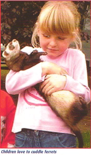 Children love to cuddle ferrets.