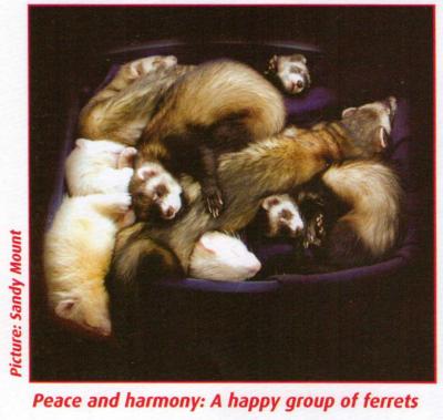 Peace and harmony: A happy group of ferrets