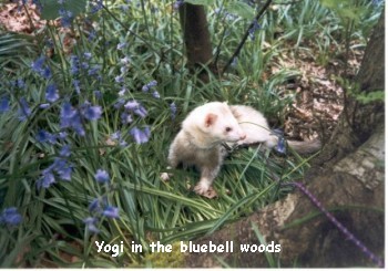 Yogi in the bluebell woods - 34kb