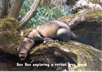 Boo Boo exploring a rotten tree trunk - 33kb