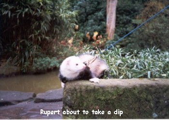 Rupert about to take a dip - 29kb
