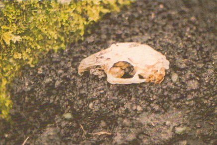One of the signs that the area was populated by rabbits was the discovery of this rabbit skull.
